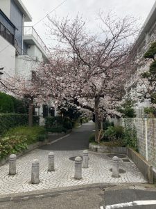 高円寺緑同公園桜満開
